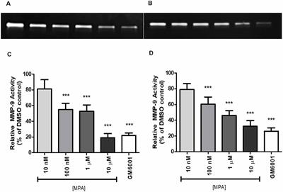 <mark class="highlighted">Medroxyprogesterone</mark> Acetate Impairs Amyloid Beta Degradation in a Matrix Metalloproteinase-9 Dependent Manner